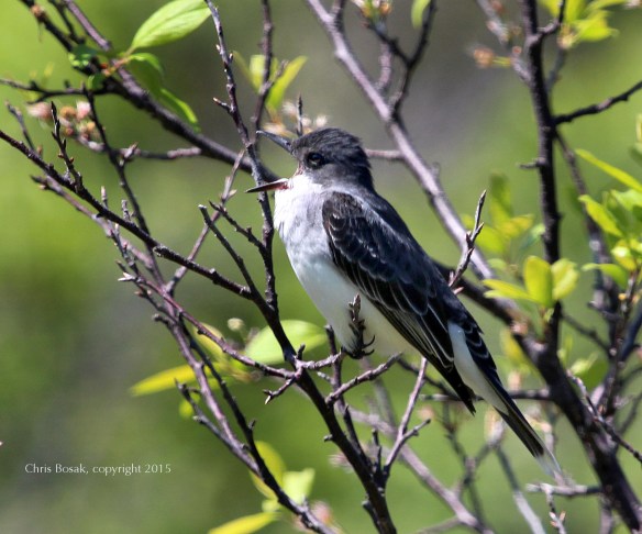 Photo by Chris Bosak An Eastern Kingbird gets ready to regurgitate a pellet in Stamford, Conn., May 2015.