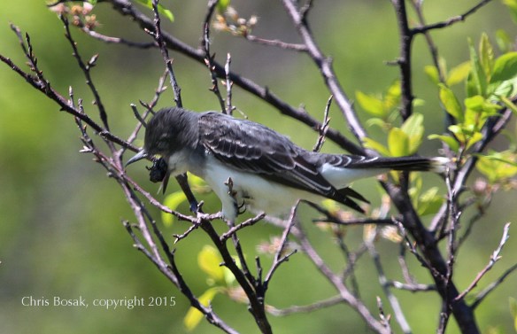 Photo by Chris Bosak An Eastern Kingbird regurgitates a pellet in Stamford, Conn., May 2015.