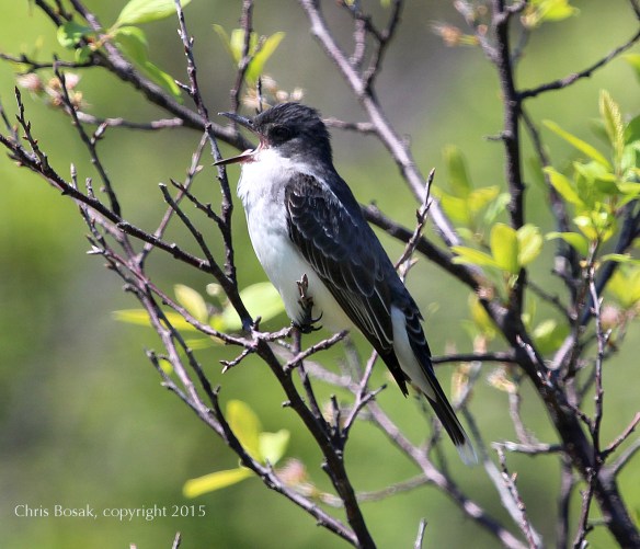 Photo by Chris Bosak An Eastern Kingbird gets ready to regurgitate a pellet in Stamford, Conn., May 2015.