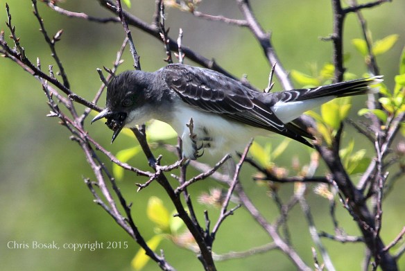 Photo by Chris Bosak An Eastern Kingbird regurgitates a pellet in Stamford, Conn., May 2015.