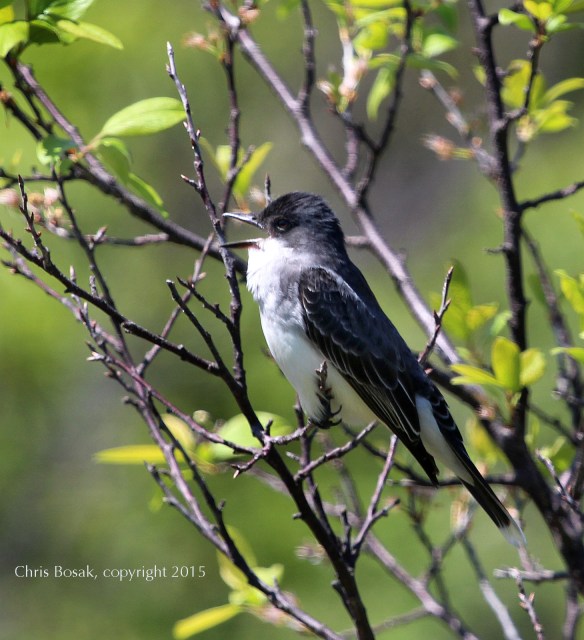 Photo by Chris Bosak An Eastern Kingbird prepares to regurgitate a pellet in Stamford, Conn., May 2015.