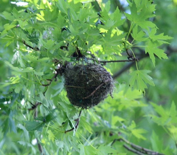Photo by Chris Bosak A Baltimore Oriole nest in Stamford, Conn., May 2015.