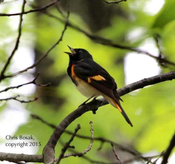 Photo by Chris Bosak An American Redstart sings from a perch in Selleck's and Dunlap Woods in Darien, Conn., May 2015.