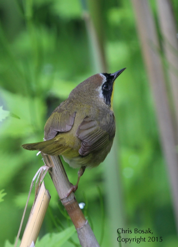Photo by Chris Bosak A Common Yellowthroat perches on a broken stalk at Selleck's and Dunlap Woods in May 2015.