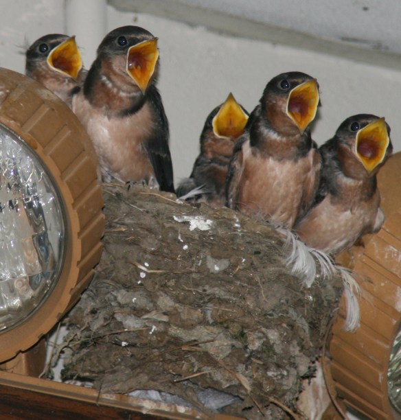 Photo by Chris Bosak Young Barn Swallows beg for food as a parent returns to the nest with a morsel in this June 2012 file photo.