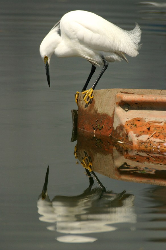 Photo by Chris Bosak A Snowy Egret looks for food in Norwalk Harbor.