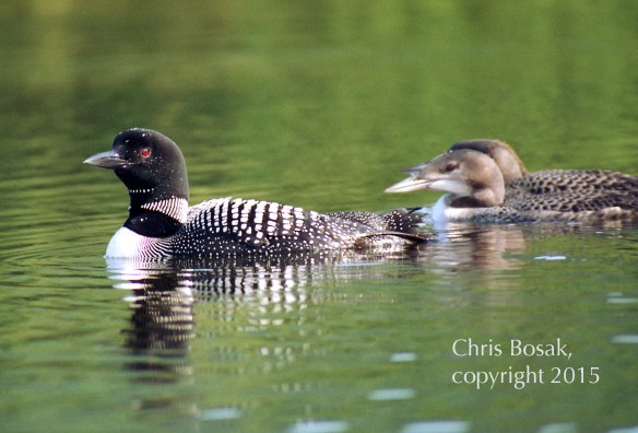 Photo by Chris Bosak A Common Loon swims on a lake in northern New Hampshire with two young loons.