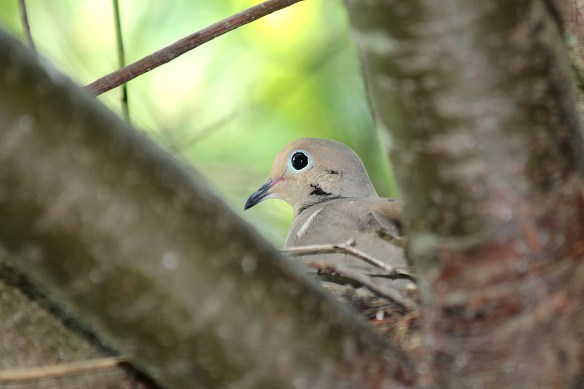 Photo by Chris Bosak A Mourning Dove sits on a nest in early July at Sellecks/Dunlap Woods in Darien.