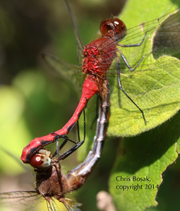 Photo by Chris Bosak Meadowhawk dragonflies mate in Selleck's/Dunlap Woods in Darien in summer 2014.