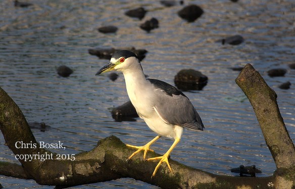 Photo by Chris Bosak A Black-crowned Night Heron looks for food in Holly Pond in Stamford in summer 2015.