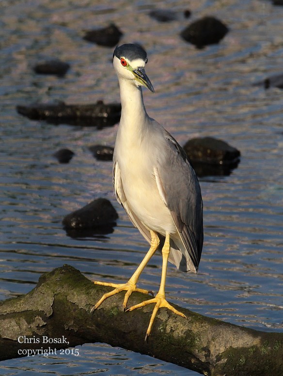 Photo by Chris Bosak A Black-crowned Night Heron looks for food in Holly Pond in Stamford in summer 2015.