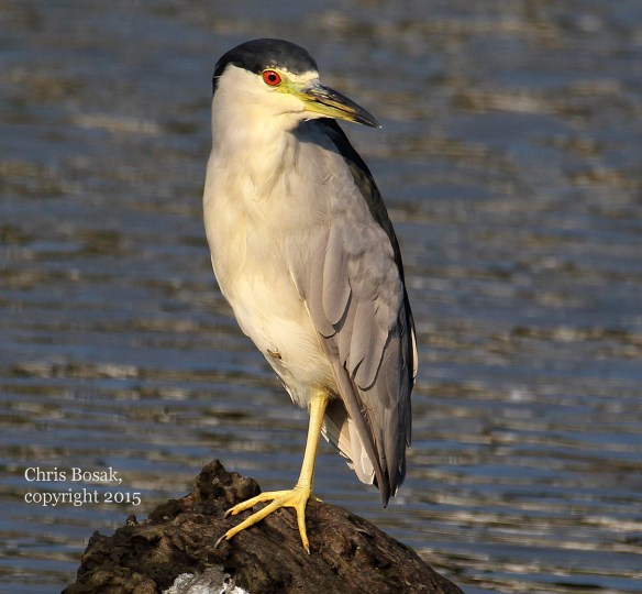 Photo by Chris Bosak A Black-crowned Night Heron looks for food in Holly Pond in Stamford in summer 2015.