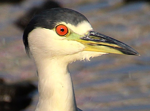 Photo by Chris Bosak A Black-crowned Night Heron looks for food in Holly Pond in Stamford in summer 2015.