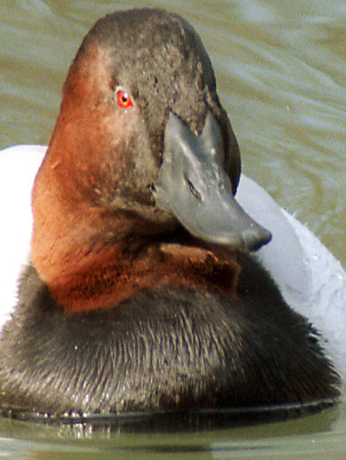canvasback