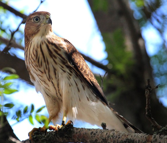 Photo by Chris Bosak An immature Cooper's Hawk rests in a tree after eating a songbird in Norwalk, CT, summer 2015.