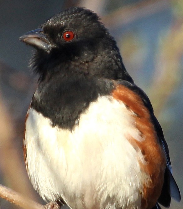 Photo by Chris Bosak Eastern Towhee at Selleck's Woods in Darien, Conn., April 2014.