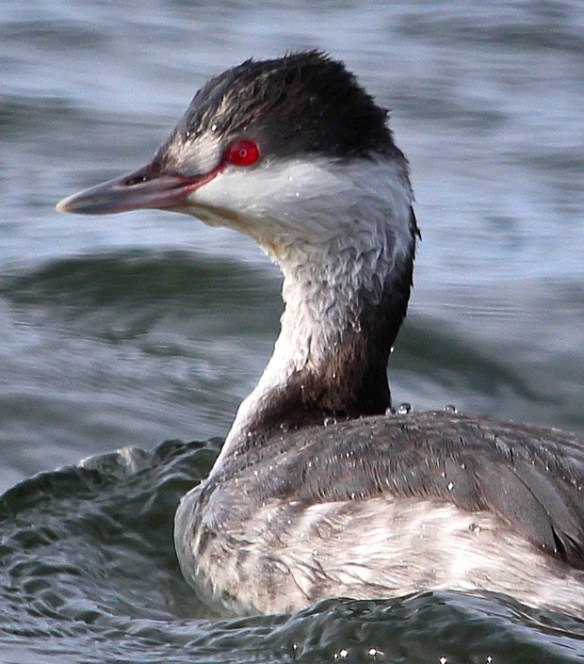 Photo by Chris Bosak A Horned Grebe swims in Long Island Sound off the coast of Darien, Conn., Jan. 2015.