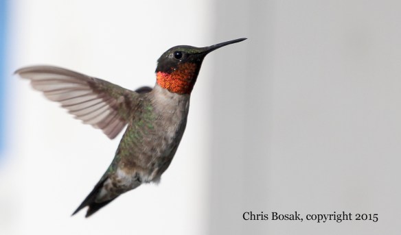 Photo by Chris Bosak A Ruby-throated Hummingbird hovers near a feeder at the Errol (N.H.) Motel in the summer of 2015.