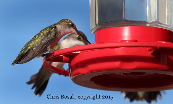 Photo by Chris Bosak Female Ruby-throated Hummingbirds perch on a feeder at the Errol (N.H.) Motel in the summer of 2015.