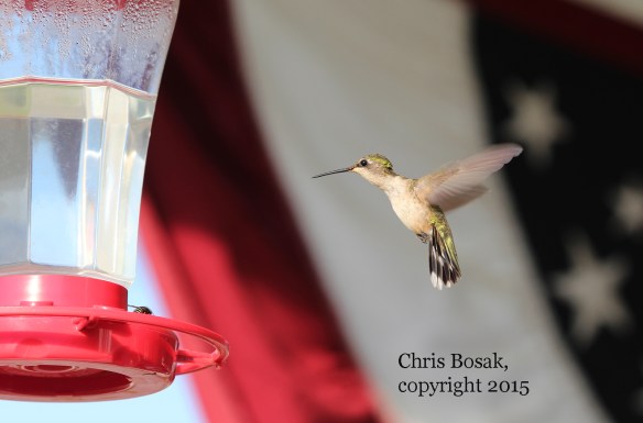 Photo by Chris Bosak A Ruby-throated Hummingbird hovers near a feeder at the Errol (N.H.) Motel in the summer of 2015.