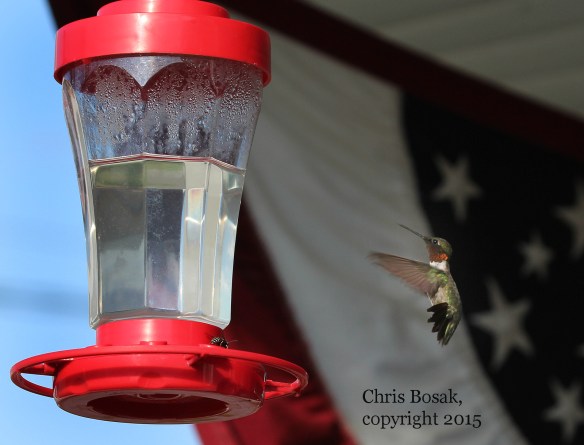 Ruby-throated Hummingbird at Errol Hotel in Errol, NH.
