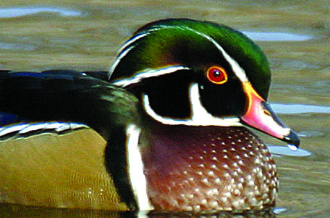 Photo by Chris Bosak Male wood duck.