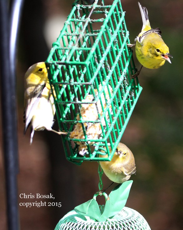 Photo by Chris Bosak A Pine Warbler sits on a deck railing in New England this fall.