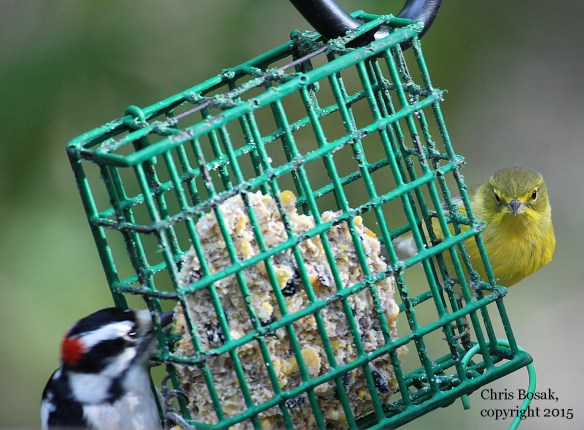 Photo by Chris Bosak Pine Warbler at feeder in Danbury, Conn., fall 2015.