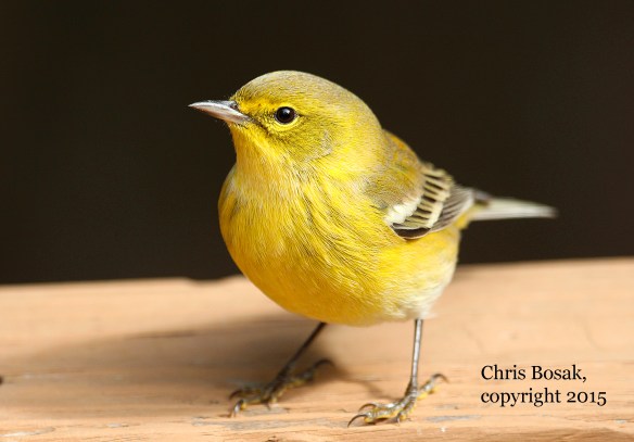 Photo by Chris Bosak A Pine Warbler sits on a deck railing in New England this fall.