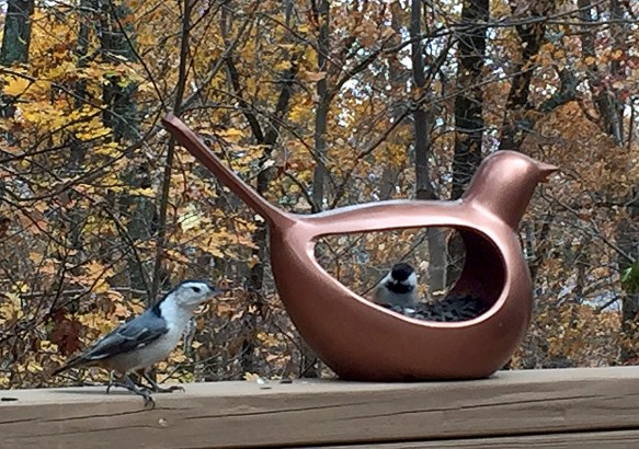 Photo by Chris Bosak A Black-capped Chickadee grabs a seed from a bird feeder as a White-breasted Nuthatch bides its time before grabbing a seed.