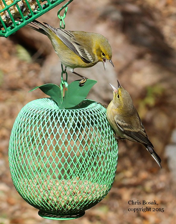 Photo by Chris Bosak Pine Warblers squabble over a birdfeeder in Danbury, Conn., during fall 2015.