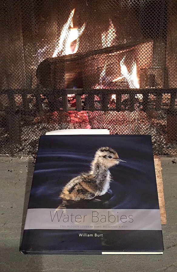 Photo by Chris BosakCover of Water Babies by William Burt.