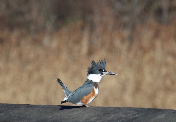 Photo by Chris Bosak A Belted Kingfisher seen near the Maritime Aquarium at Norwalk on Sunday during the annual Christmas Bird Count.