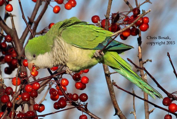 Photo by Chris Bosak A Monk Parakeet seen eating crab apples at Calf Pasture Beach in Norwalk on Sunday during the annual Christmas Bird Count.