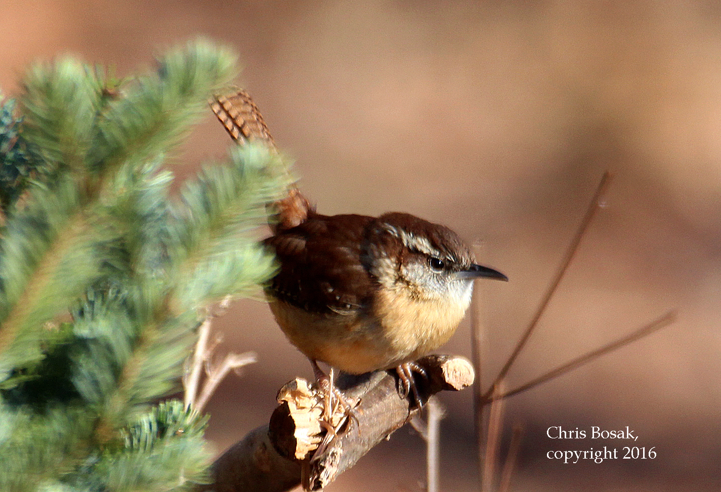 Photo by Chris Bosak A Carolina Wren perches near an evergreen at Merganser Lake in Connecticut, January 2016.