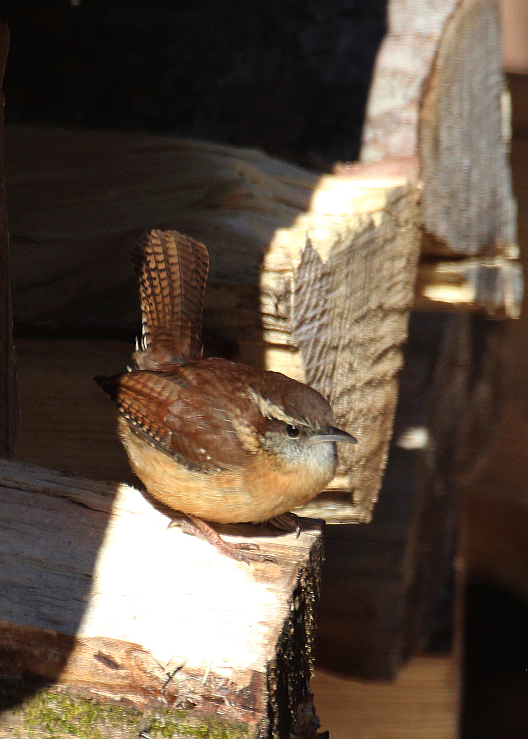 https://birdsofnewengland.com/wp-content/uploads/2016/01/carolina-wren-on-wood1.jpg