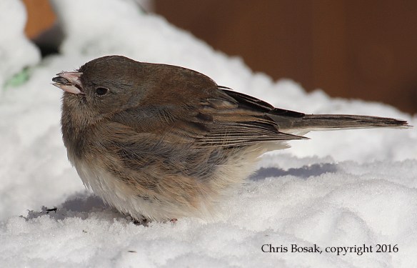 Photo by Chris Bosak A Dark-eyed Junco eats sunflowers seeds the day after a snowstorm in Danbury, Conn., Jan. 2016.