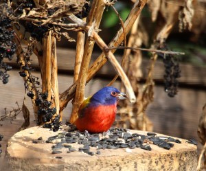 Photo by Chris Bosak A Painted Bunting visits a yard in Stamford, Conn., on Jan. 22, 2016.