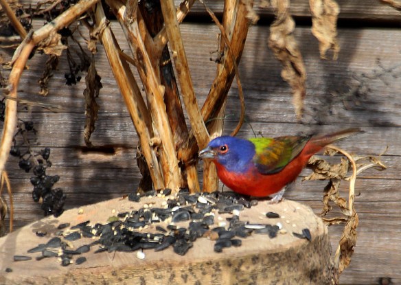 painted bunting 2