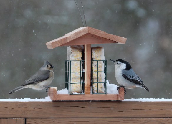 Photo by Chris Bosak A Tufted Titmouse and White-breasted Nuthatch share a feeder during a snowstorm in Danbury, Conn., Jan. 23, 2016.