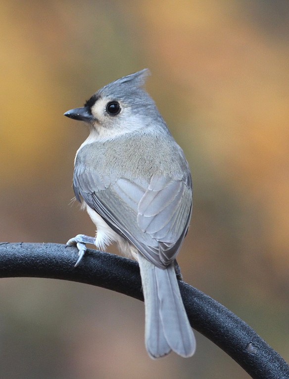 Photo by Chris Bosak A Tufted Timouse perches near a feeding station in New England, fall 2015.