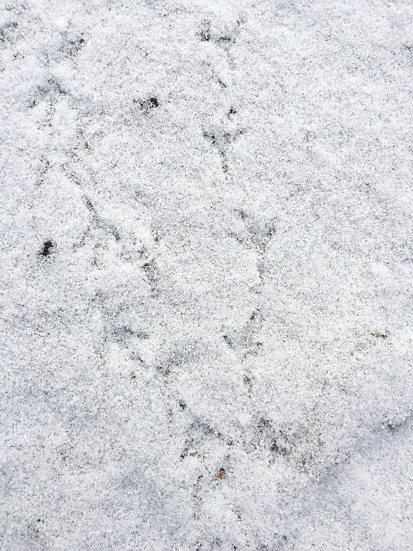 Photo by Chris Bosak Bird tracks on the trail to Little Merganser Lake, winter 2016.