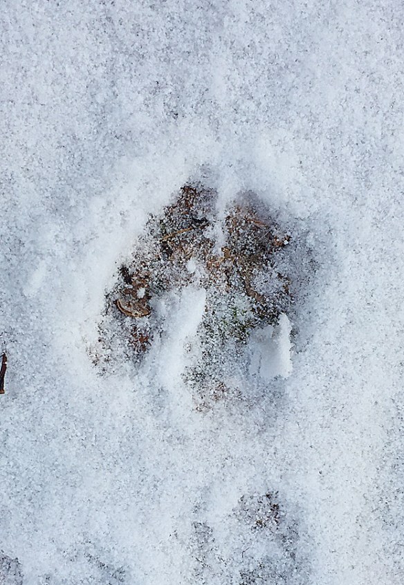 Photo by Chris Bosak Deer tracks on the trail near Little Merganser Lake, Danbury, Conn., winter 2016.