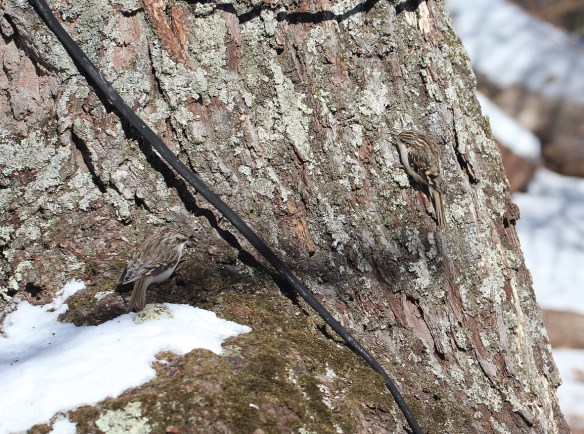 Photo by Chris Bosak 