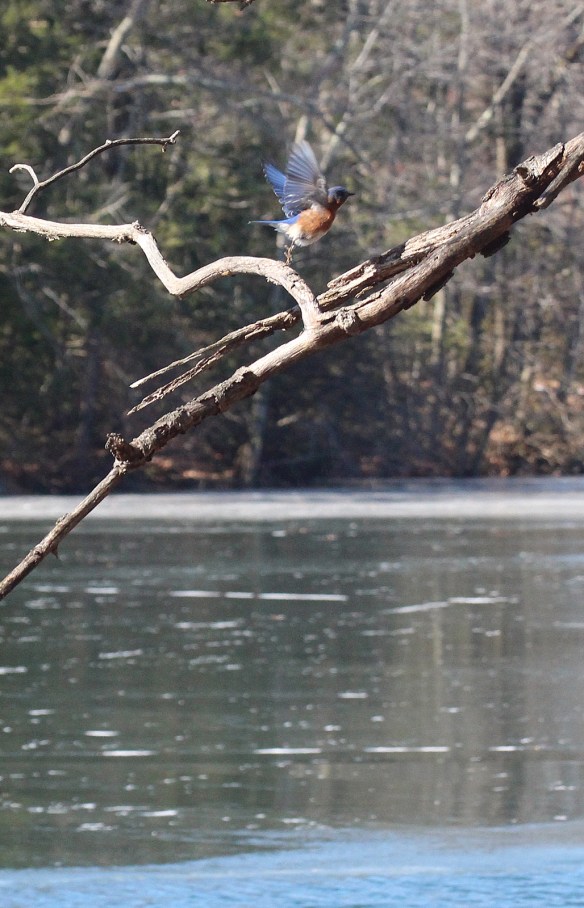 Photo by Chris Bosak An Eastern Bluebird takes off from a perch near a mostly frozen lake in Danbury, Conn., Feb. 2016.