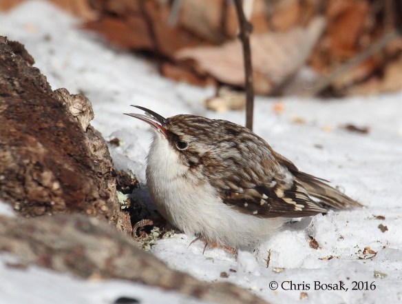 Photo by Chris Bosak A Brown Creeper finds food at the base of a tree during a cold snap in February 2016, Danbury, Connecticut.