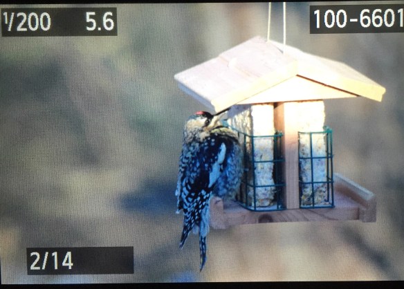 Photo by Chris Bosak Yellow-bellied Sapsucker on suet feeder.