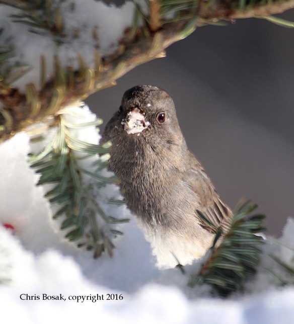 Photo by Chris Bosak A Dark-eyed Junco looks for seeds the day following a snow storm in New England, Jan. 2016.