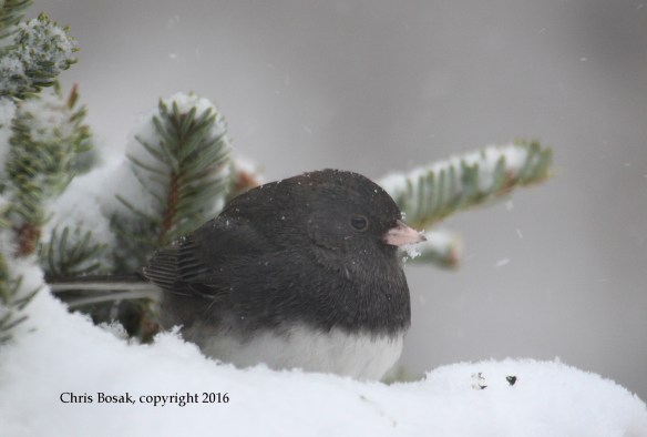 Photo by Chris Bosak A Dark-eyed Junco looks for seeds during a snow storm in New England, Jan. 2016.