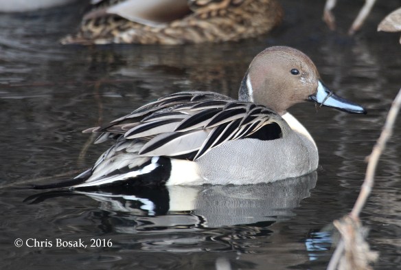 Photo by Chris Bosak A Northern Pintail swims in a small pond in Danbury, Conn., in Jan. 2016.